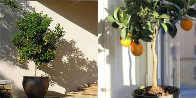 Citrus Tree